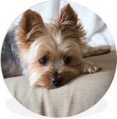 WallCircle - Wall Circle - Wall Circle Indoor - Yorkshire Terrier Dort Sur Le Canapé - 90x90 cm - Décoration murale - Peintures Ronds