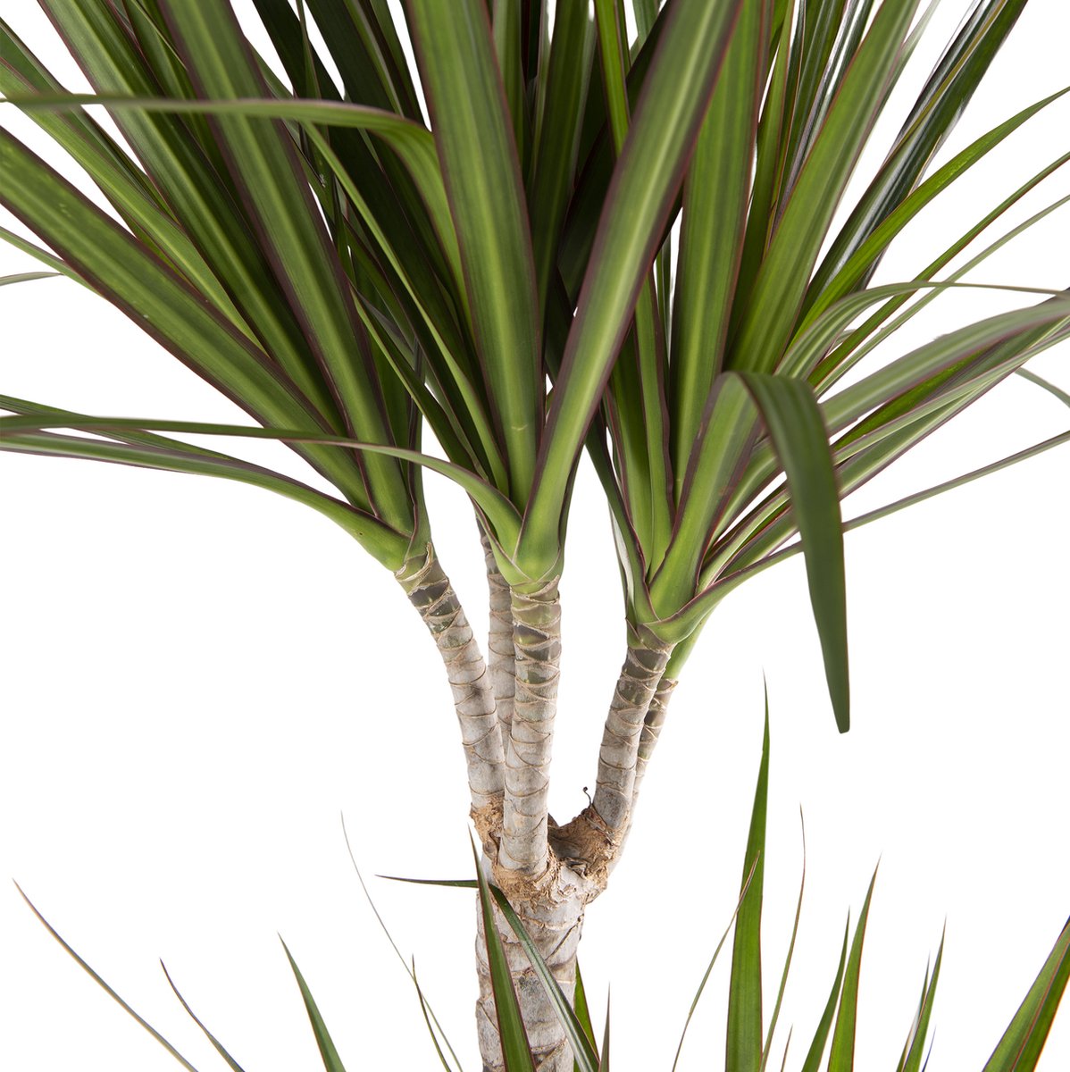 Drakenboom Van De Canarische Eilanden Stock Foto - Afbeelding van