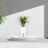 Goudpalm met zelfwaterende bloempot – lucht zuiverende kamerplant licht groen in wit automatisch watergeefsysteem – Areca ↕35 tot 50cm - Ø12 – Waterfresh 10,5x10,5x18cm