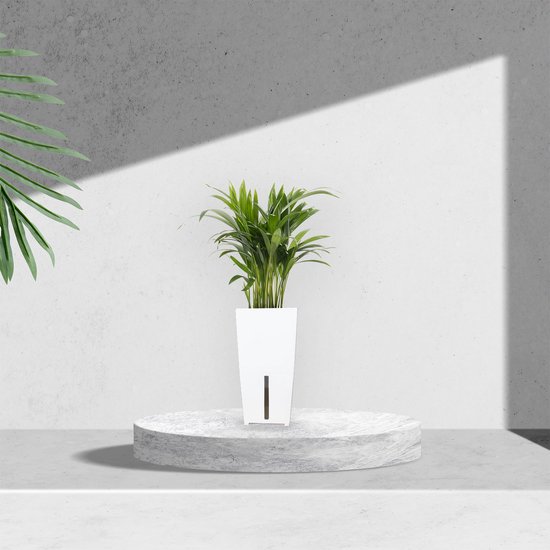 Goudpalm met zelfwaterende bloempot – lucht zuiverende kamerplant licht groen in wit automatisch watergeefsysteem – Areca ↕35 tot 50cm - Ø12 – Waterfresh 10,5x10,5x18cm