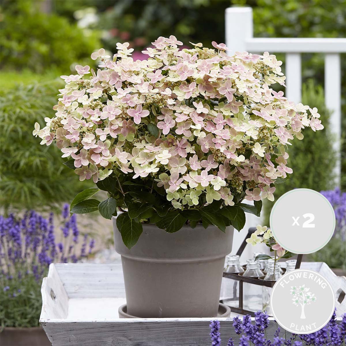 Hydrangea Switch 2x Hydrangea 'Switch Ophelia' – Hortensia – Roze – Heester – Winterhard ...