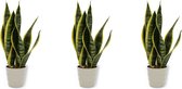WLplants - 3x Kamerplant Sansevieria Laurentii – Vrouwentong - ± 35cm hoog – 12 cm diameter  - in grijze pot