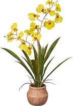 Plante artificielle Orchidée sauvage 2 branches jaune H43cm - HTT Decorations
