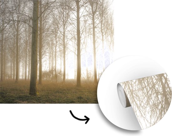 Papier Peint - Papiers Papier peint photo Forêt - Soleil - Brouillard - Largeur 300 cm x Hauteur 300 cm