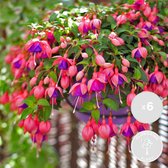 6x Fuchsia Bella Mix - Bellenplant Hangend - Eénjarige plant - Bij-vriendelijk - ⌀10.5 cm - 15-20 cm