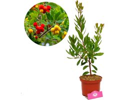 Arbutus unedo, aardbeienboom, 2 liter pot