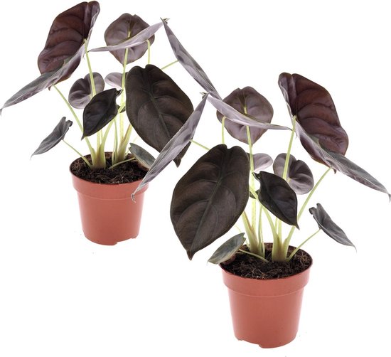 Plant In A Box Alocasia Red Secret Set Van 2 Pot 12cm 25 35cm Tropische 