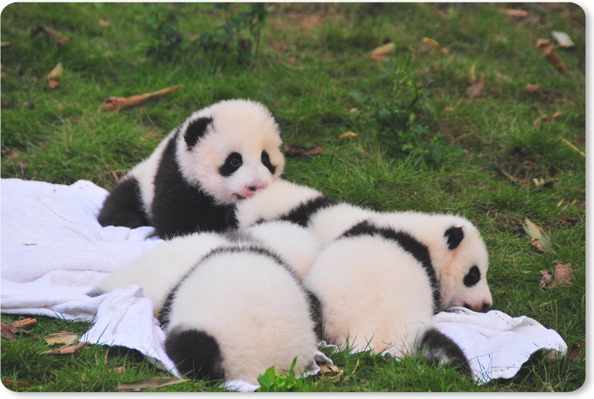 Muismat XXL 90x60 cm - Bureau onderlegger - Bureau mat Panda's - Gras - Deken - Bureaumat - Gaming mousepad xl - Bureaulegger groot - Computer deskmat