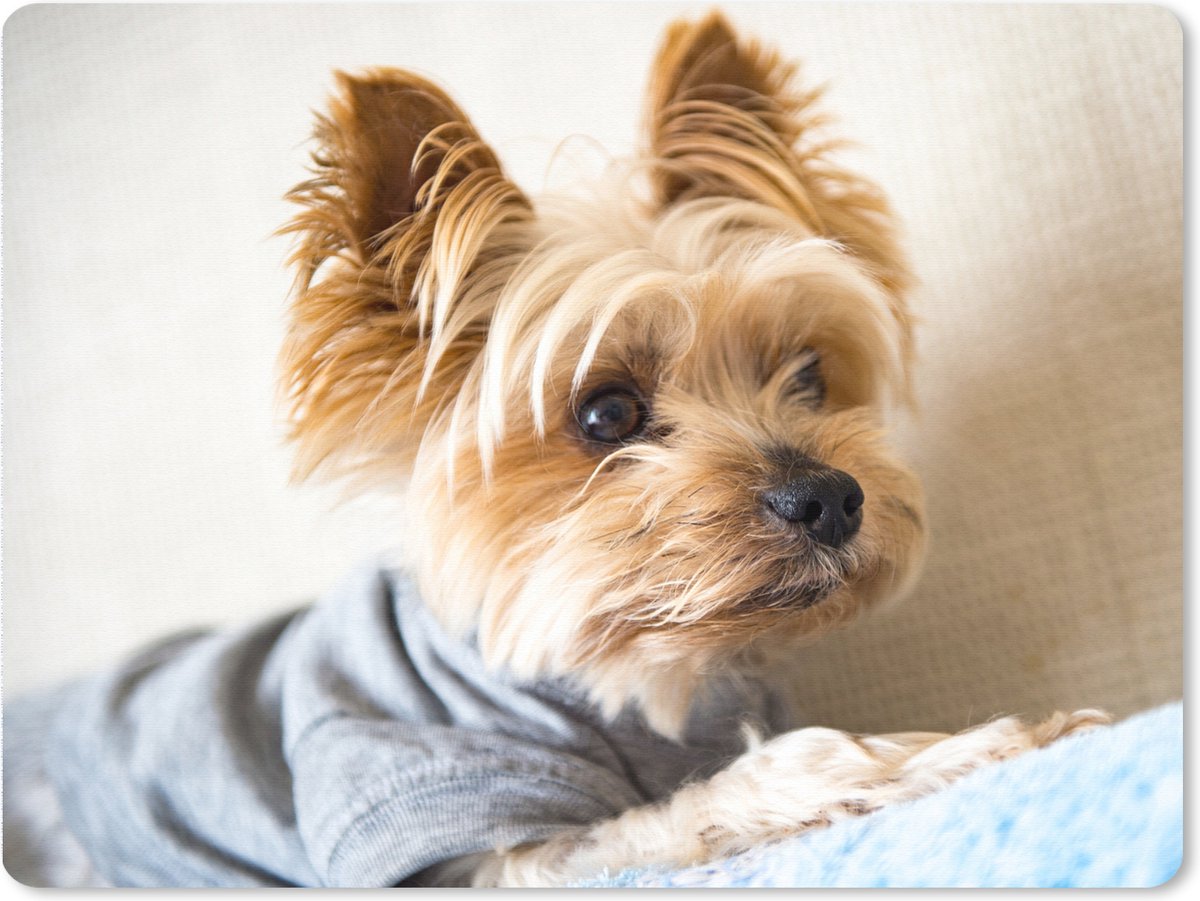 Muismat XXL 80x60 cm - Bureau onderlegger - Bureau mat Yorkshire Terrier met een truitje aan - Bureaumat - Gaming mousepad xl - Bureaulegger groot - Computer deskmat
