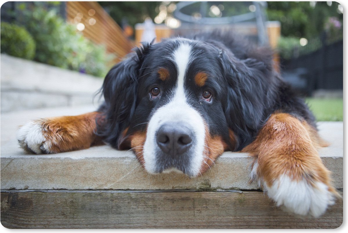 Muismat XXL 90x60 cm - Bureau onderlegger - Bureau mat Schaduwrijke Bernese Sennenhond - Bureaumat - Gaming mousepad xl - Bureaulegger groot - Computer deskmat