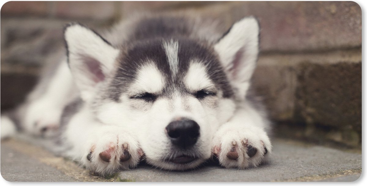 Muismat XXL 90x45 cm - Bureau onderlegger - Bureau mat Husky puppy slaapt - Bureaumat - Gaming mousepad xl - Bureaulegger groot - Computer deskmat