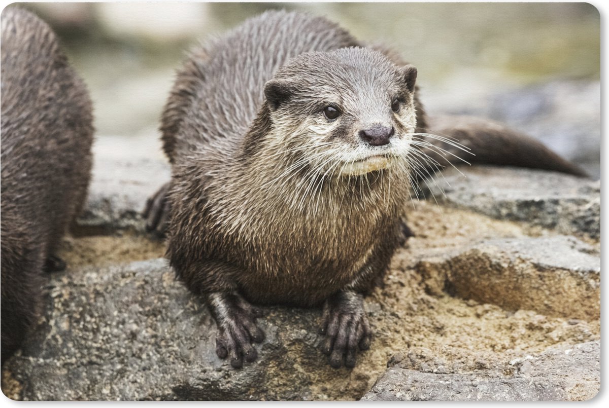 Muismat XXL 120x80 cm - Bureau onderlegger - Bureau mat Otter - Steen - Water - Bureaumat - Gaming mousepad xl - Bureaulegger groot - Computer deskmat