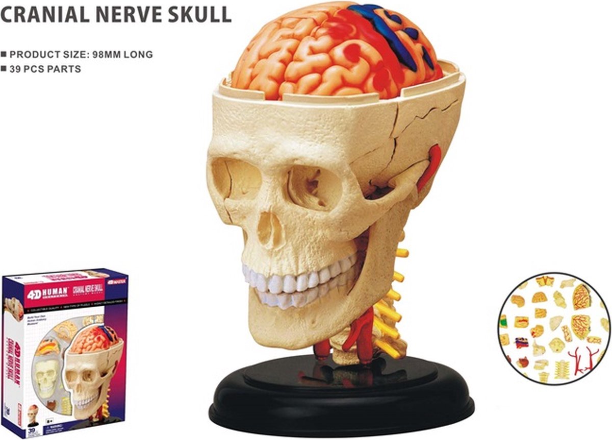 Universal - Montessori 3D Puzzle Anatomie humaine Jouets Éducation