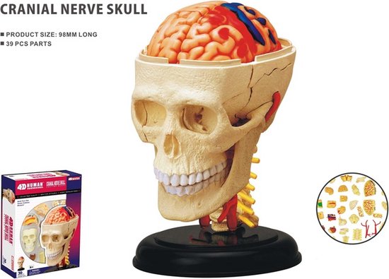 Thumbnail van een extra afbeelding van het spel Anatomie zenuwstelsel hersenen 3d puzzel educatief