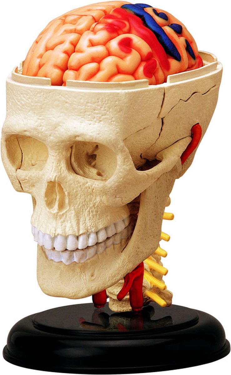 Universal - Montessori 3D Puzzle Anatomie humaine Jouets Éducation