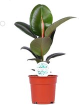 Ficus Elastica Robusta ↨ 55cm - hoge kwaliteit planten