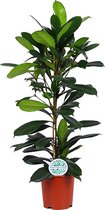 Ficus Cyathistipula ↨ 100cm - hoge kwaliteit planten