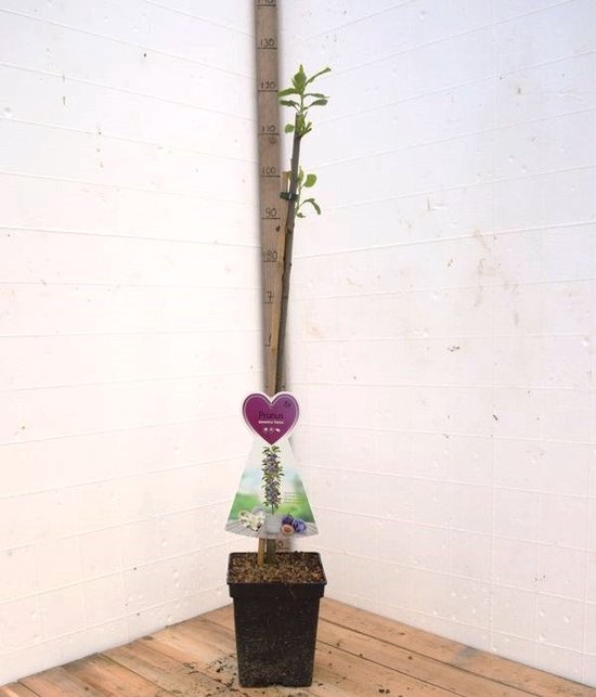 Een jonge pruimenboom met een rechte stam, ongeveer 120 cm hoog, met een paar groene blaadjes aan de top.