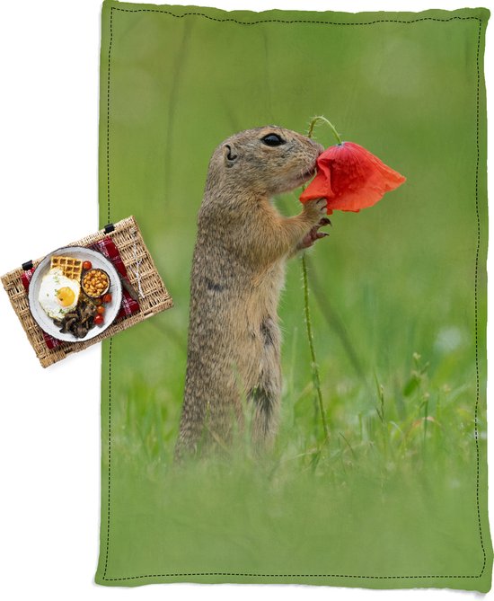Waterdicht Picknickkleed – Geschikt als Strandlaken / Strandmat – Eekhoorn die ruikt aan rode bloem van fotograaf Dick van Duijn – 140×210 cm -…