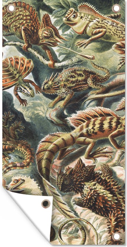 Tuinposter - Salamander - Schuttingdoek - Tuin - Ernst Haeckel - Kunst - 40x80 cm - Kameleon - Tuindoek
