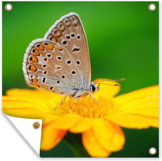 Tuinposter - Vlinders - Insecten - Bloem - Geel - Tuindoeken voor buiten - 50x50 cm - Tuin