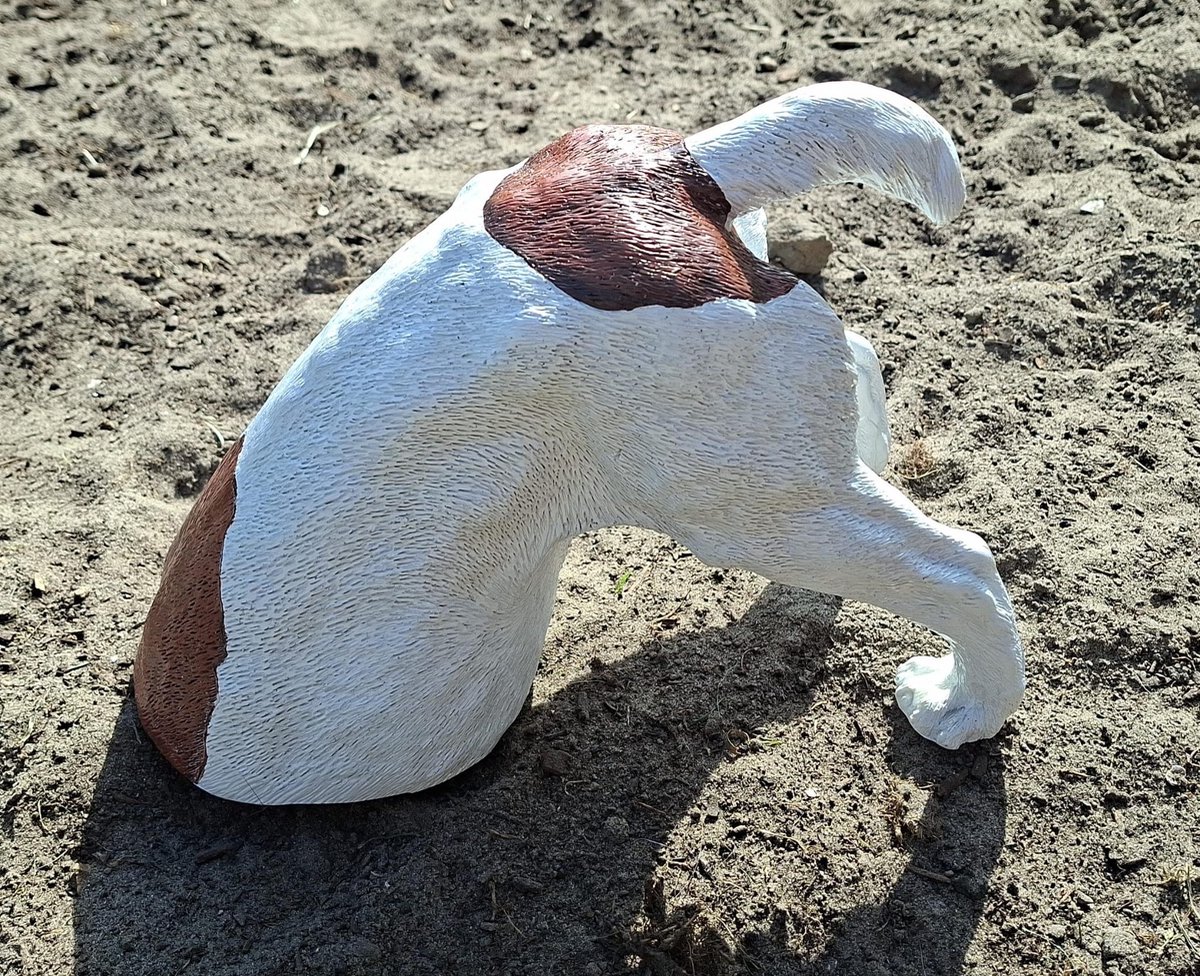 Gravende Hond Jack Russell Bruin/Wit – Humoristisch Dierenbeeld (23x31 cm) – Polystone - Grappige Hond Achterkant voor Binnen en Buiten