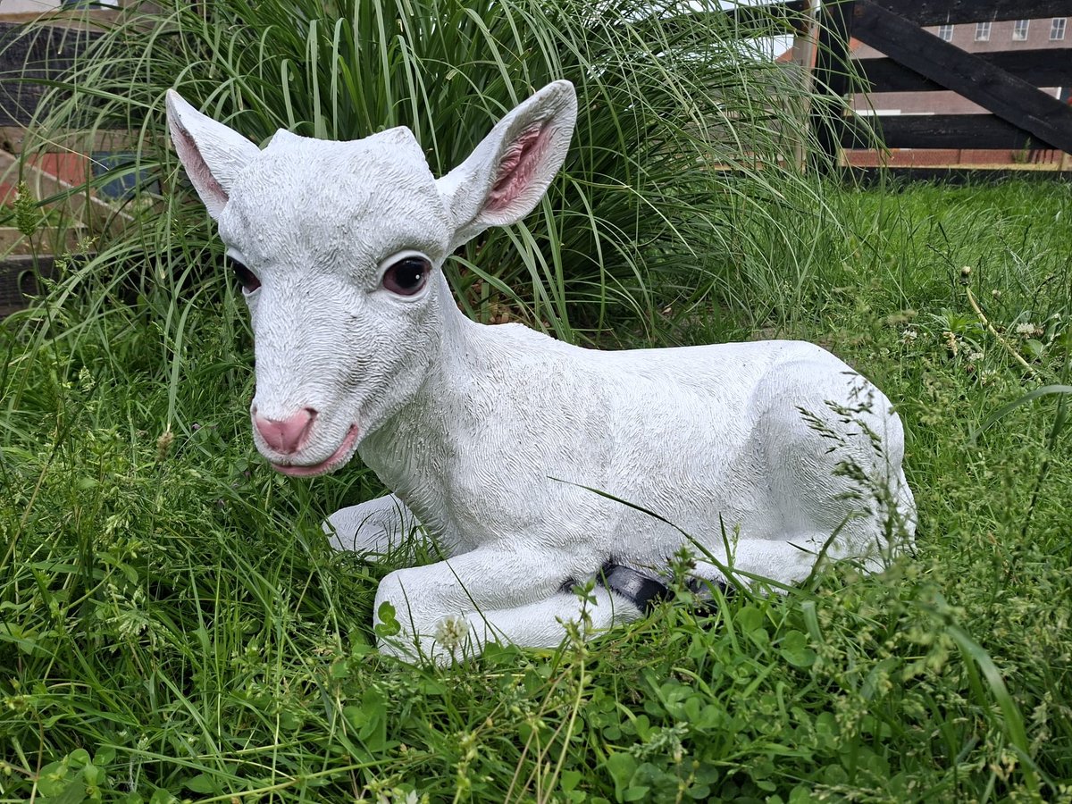 Levensecht Geitje Tuinbeeld XL - 68 cm Lang - Wit Liggend Lammetje - Polystone - Gedetailleerd Dierenbeeld voor Tuin, Terras en Erf