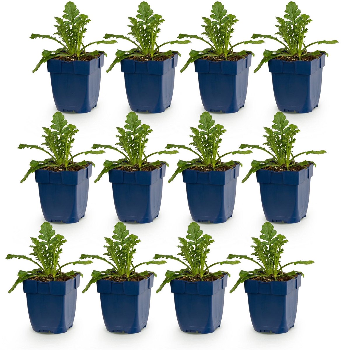 Green boutiQ - Vasteplant - Scabiosa col. Butterfly Blue - Duifkruid - Bijen en Vlinderlokkers - Paars - 12 Planten - Pot 11cm - Hoogte 15-25cm