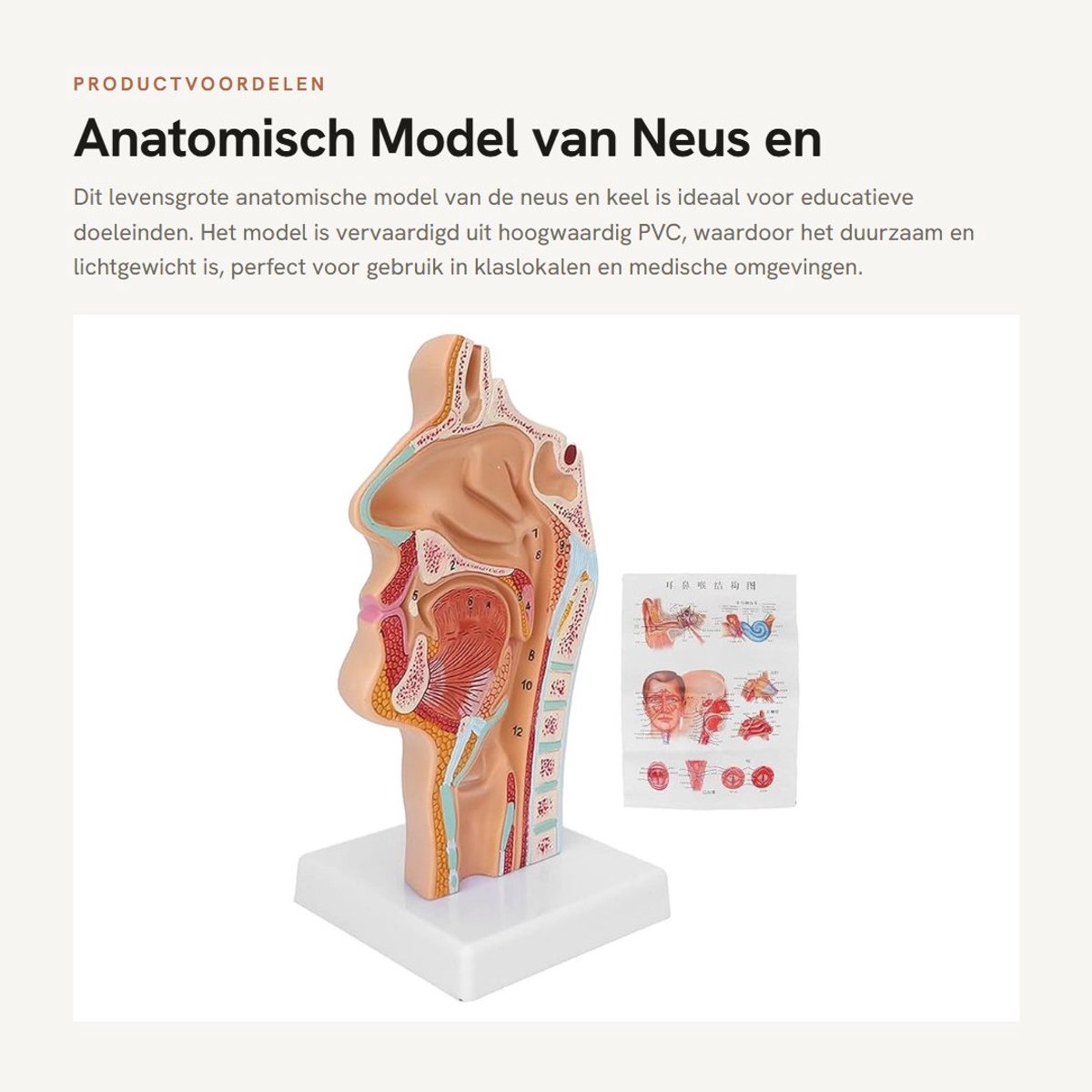 Dailygoods- Neusmondholte Model - Anatomisch Model - Levensgroot - Hoogwaardig PVC - Duurzaam - Gedetailleerde Anatomie