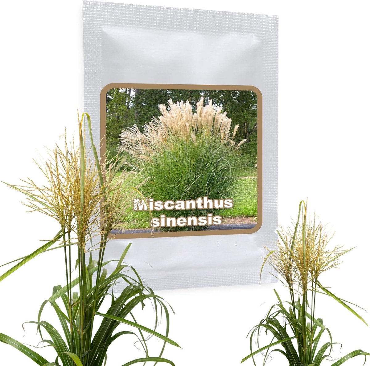 SnelShoppen - Reuzenchinees Riet Zaden ca. 100 st. | Miscanthus sinensis Zilverveer - Winterhard Siergras voor Privacy & Tuin, Perfect voor Tuinaanleg