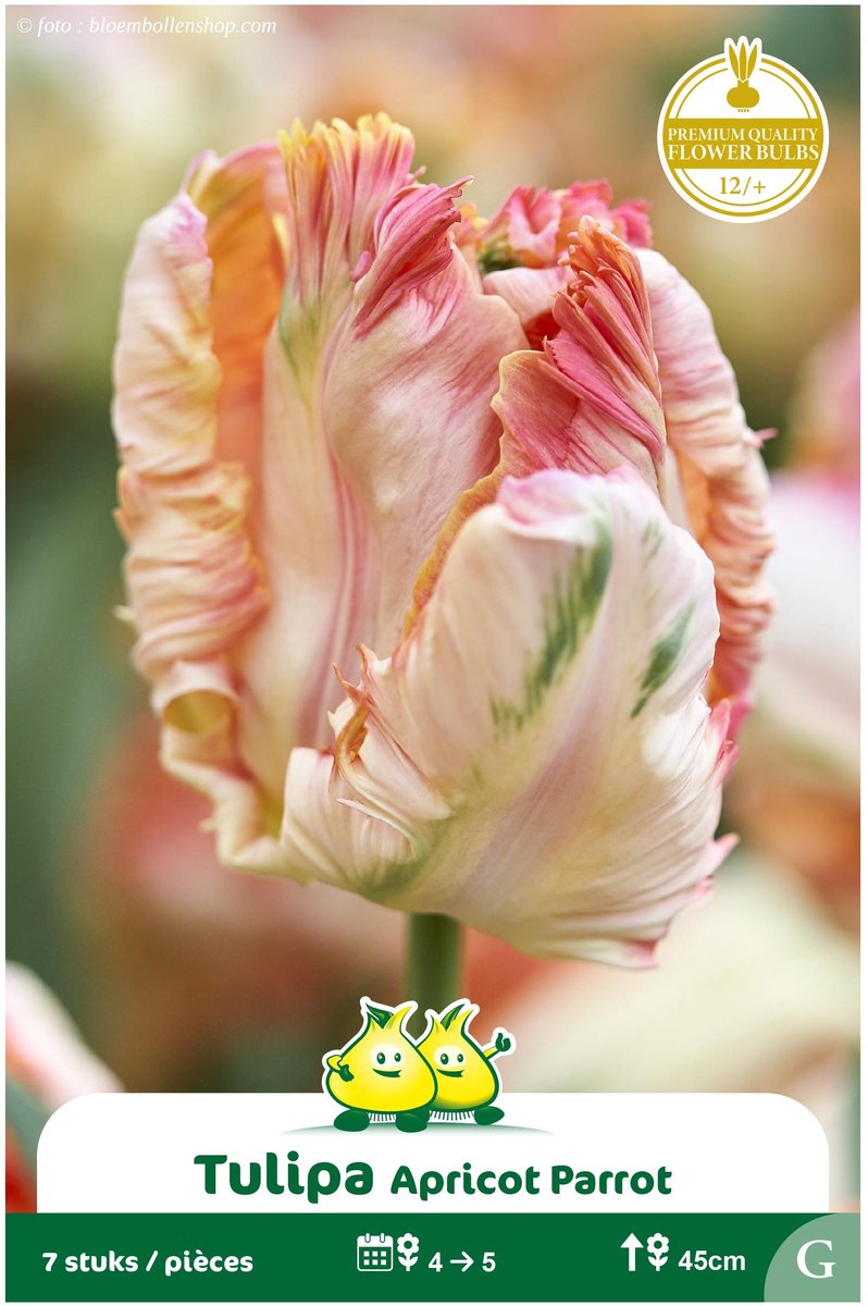 2 Zakjes Parkiet Tulpen Apricot Parrot maat 12/+