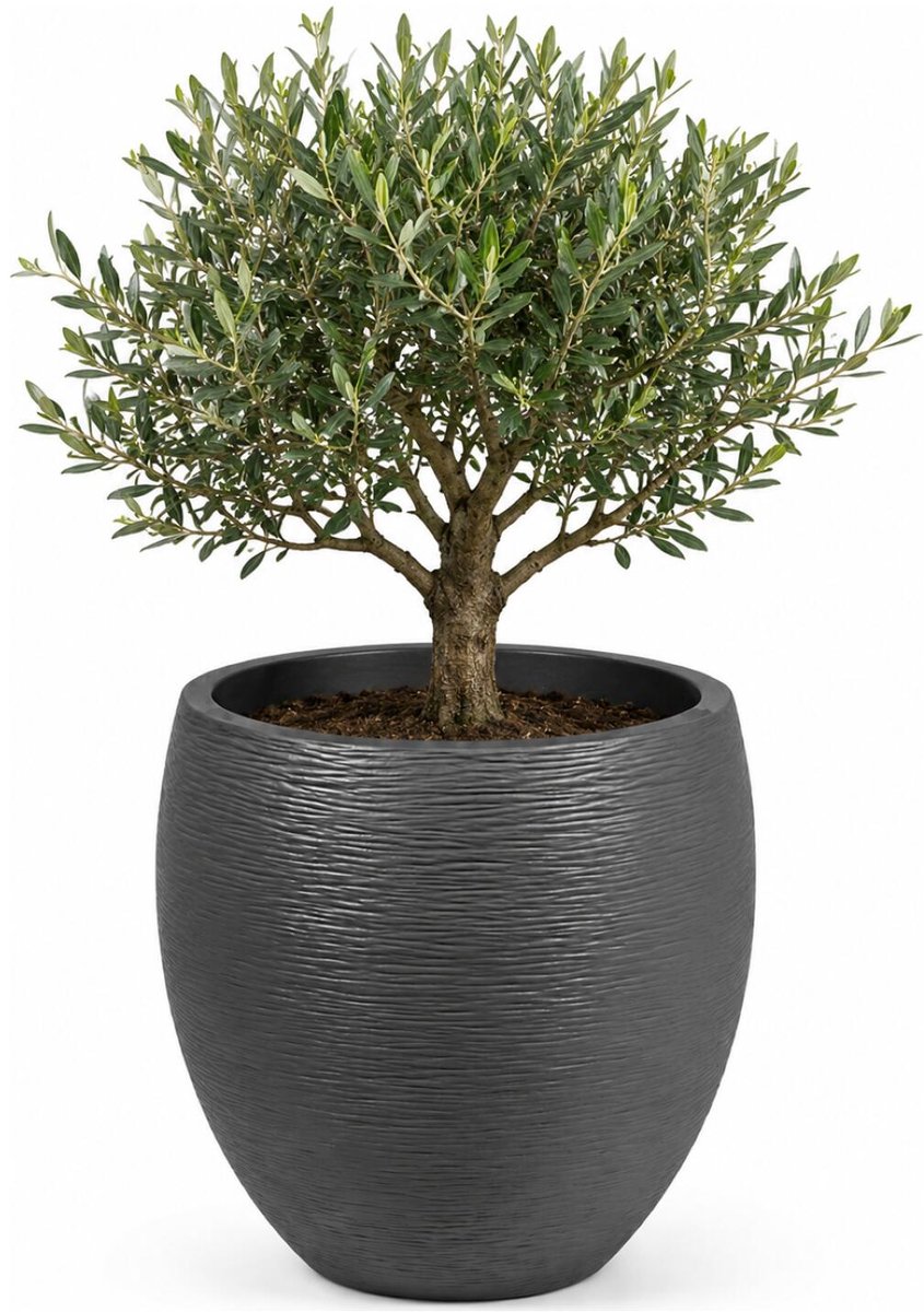 EDA Bloempot / plantenpot Graphit - rond - kunststof - antraciet - D50 x H45 cm - dubbelwandig - buiten