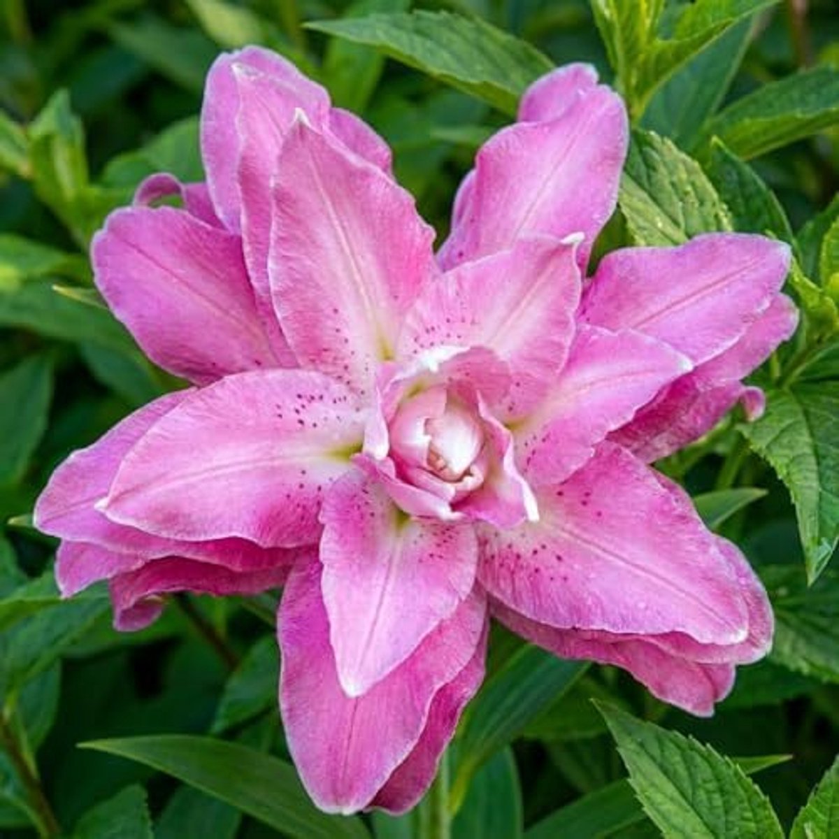 SnelShoppen - Lotus Lelies Double Wonder (10 geurende bollen) - Meerjarige en winterharde bloembollen lelies voor tuin en balkon - Grote knollen, mix