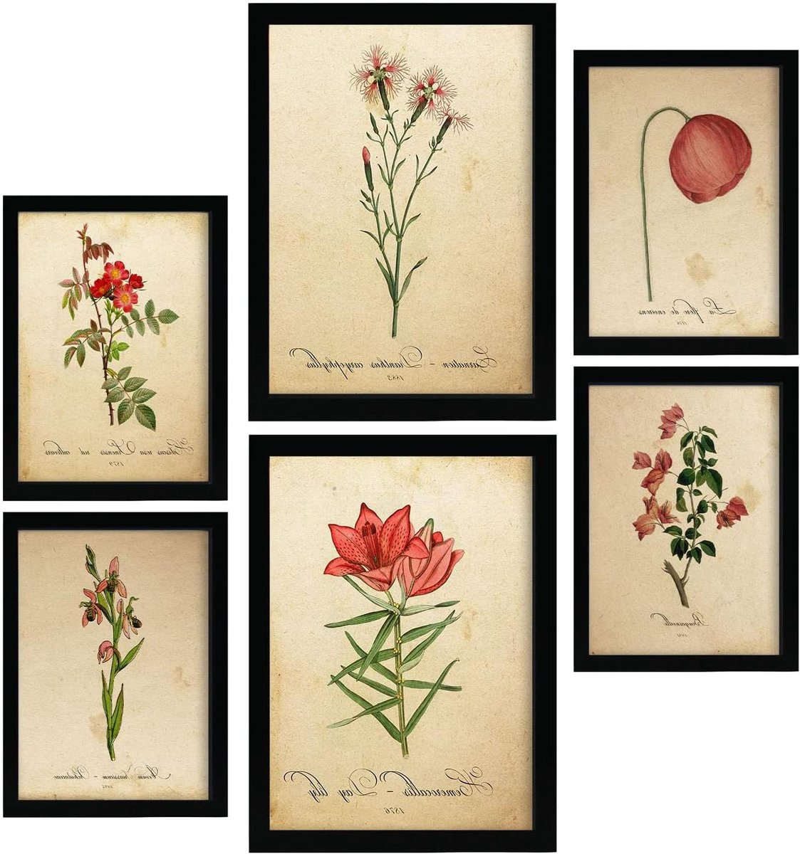 Bloemen Affiches - Natuurprints Planten - Interieur Decoratie - Vintage Papierstijl - A4 en A3 - Rode Bloemen