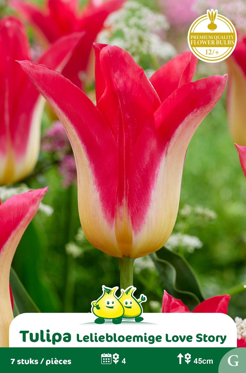 25 Bollen Leliebloemige Tulpen Love Story maat 12/+