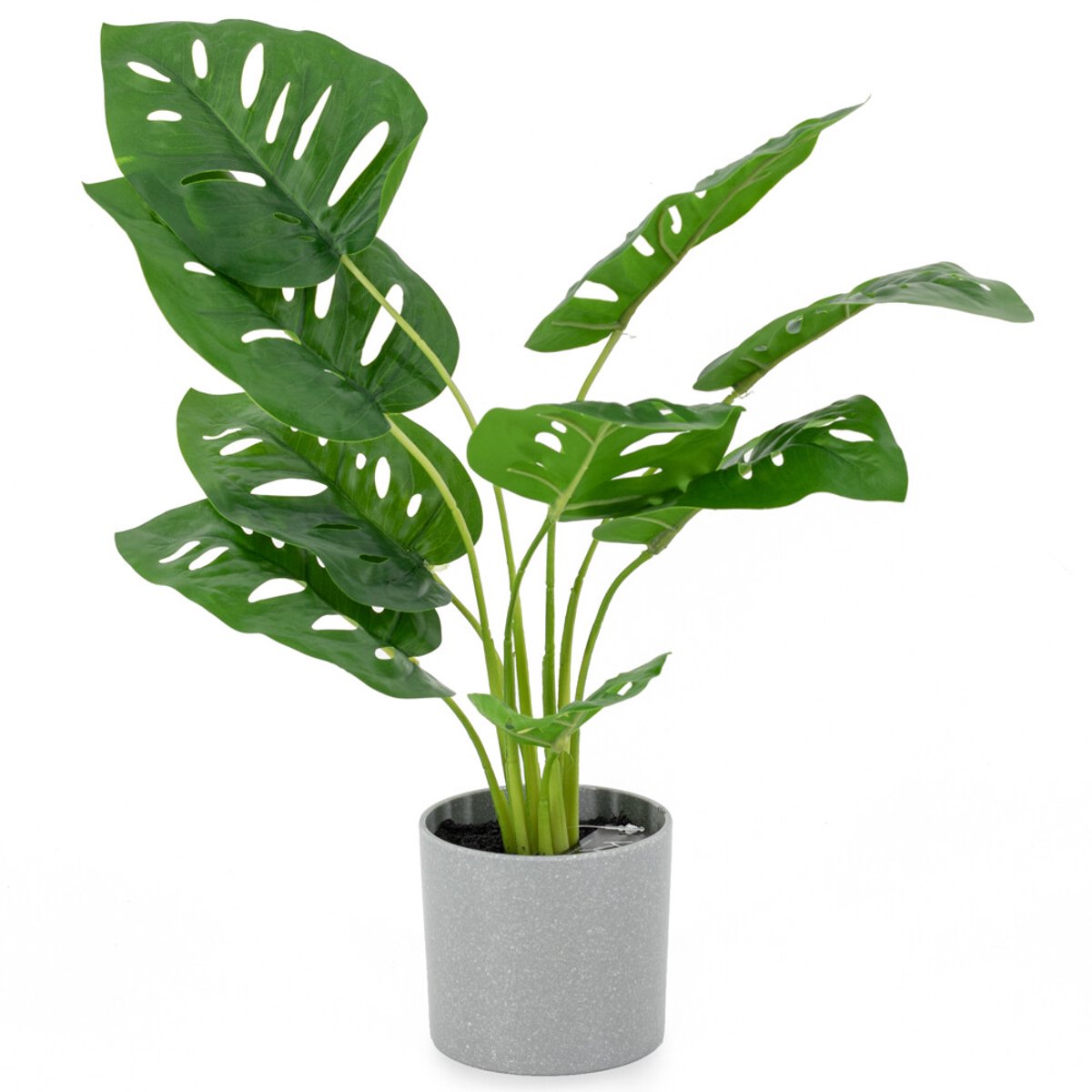 Monstera in pot