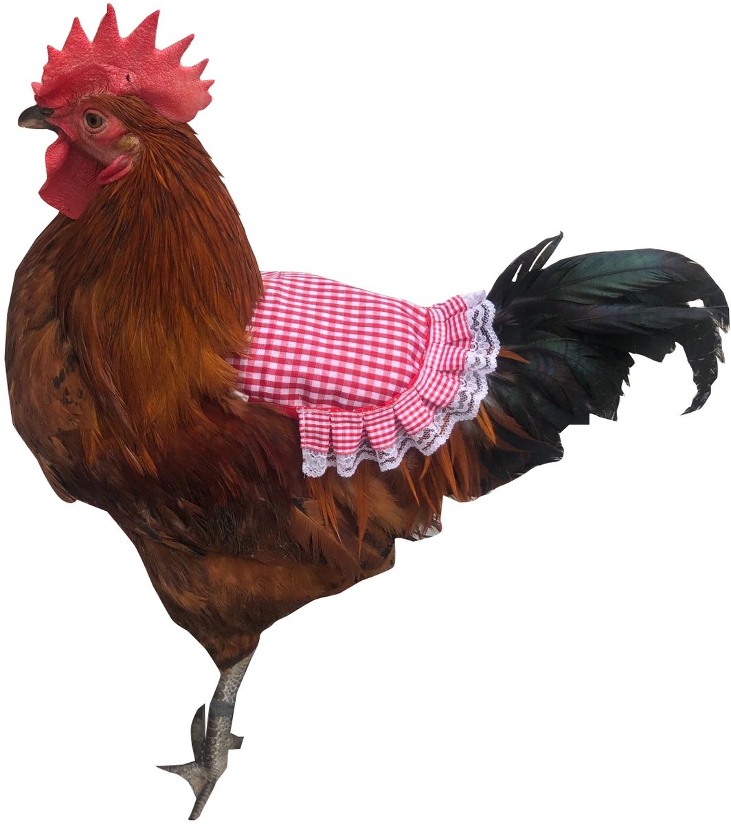 "Pluimvee Beschermschort Voor Hanen en Kippen, Rood-Wit Geruite Stof Met Kantfranje, Elastische Banden, Voorkomt Verlies van Staartveren en Beschermt Rugveren Geruite Kip Schort Met Kant, Beschermkleed Voor Pluimvee Tegen Verlies van Veren"