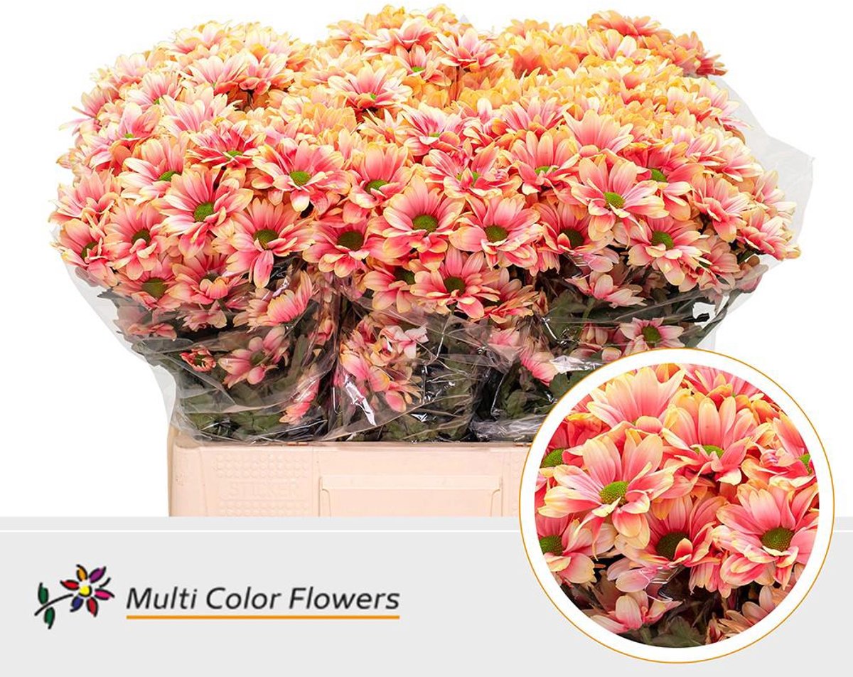 10x Chrysant overig 60cm