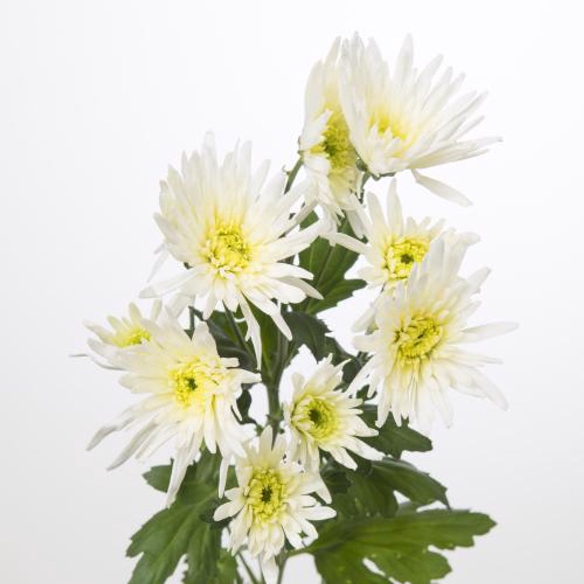 10x Chrysant delianne white 70cm