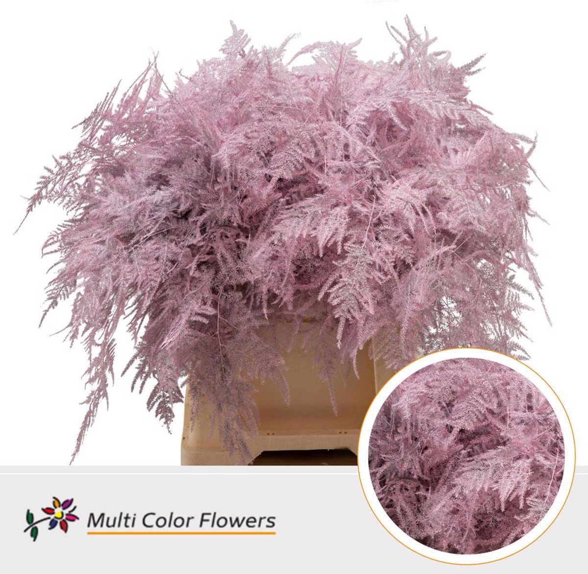 50x Aspar.set.1e veren roze 40cm