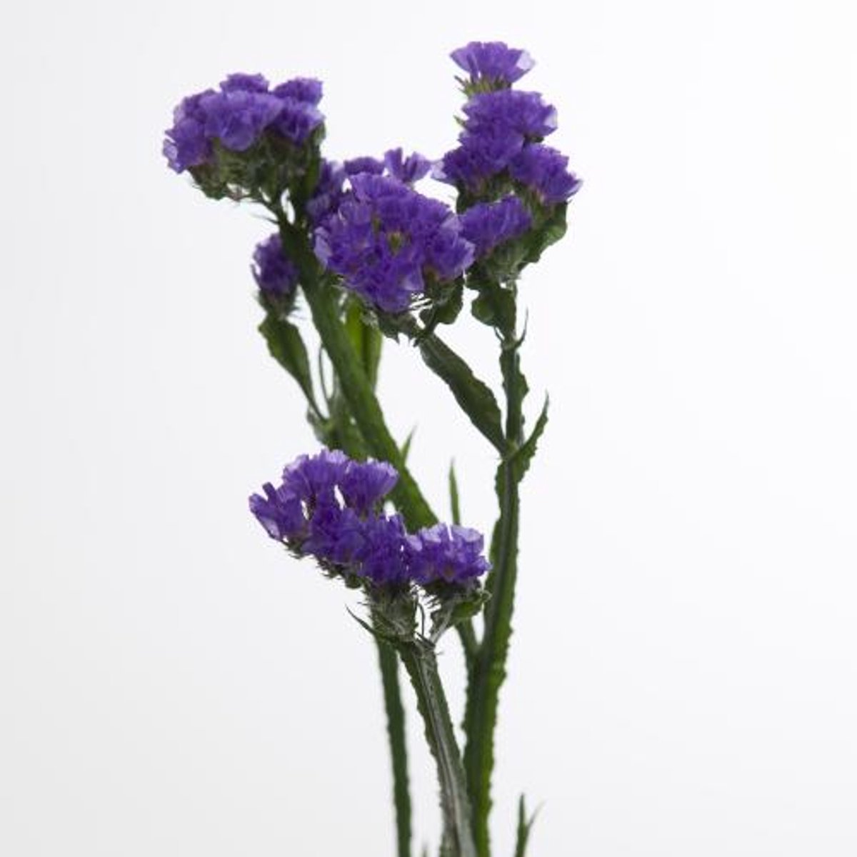25x Lim.st.crystal dark blue 70cm