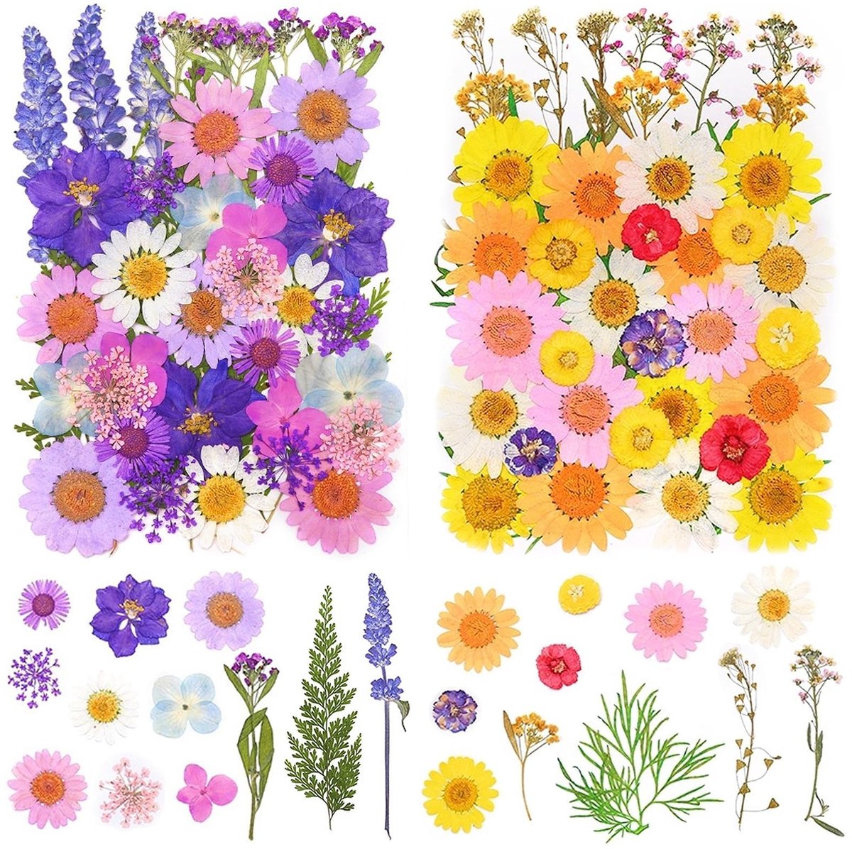 SolidKeus - 81 Stuks Gedroogde Natuurlijke Geperste Bloemen voor Creatief Gebruik