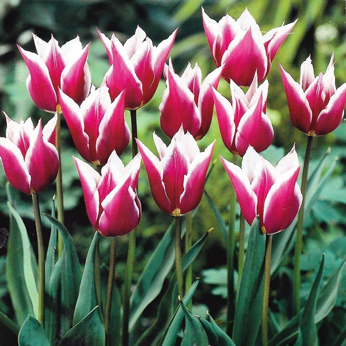 Elzusha - Set van 5 Mix Tulpenbollen voor Lente Decoratie