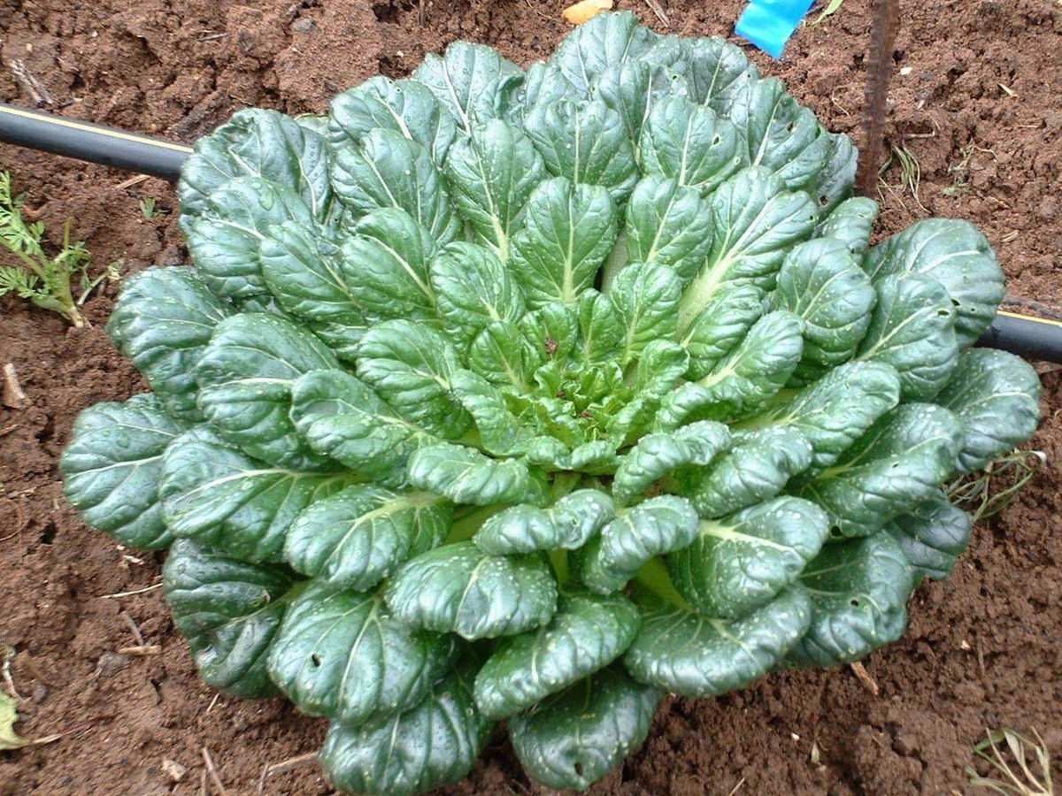 Elzusha - 100 Zaden Tatsoi (Chinese Mosterd)