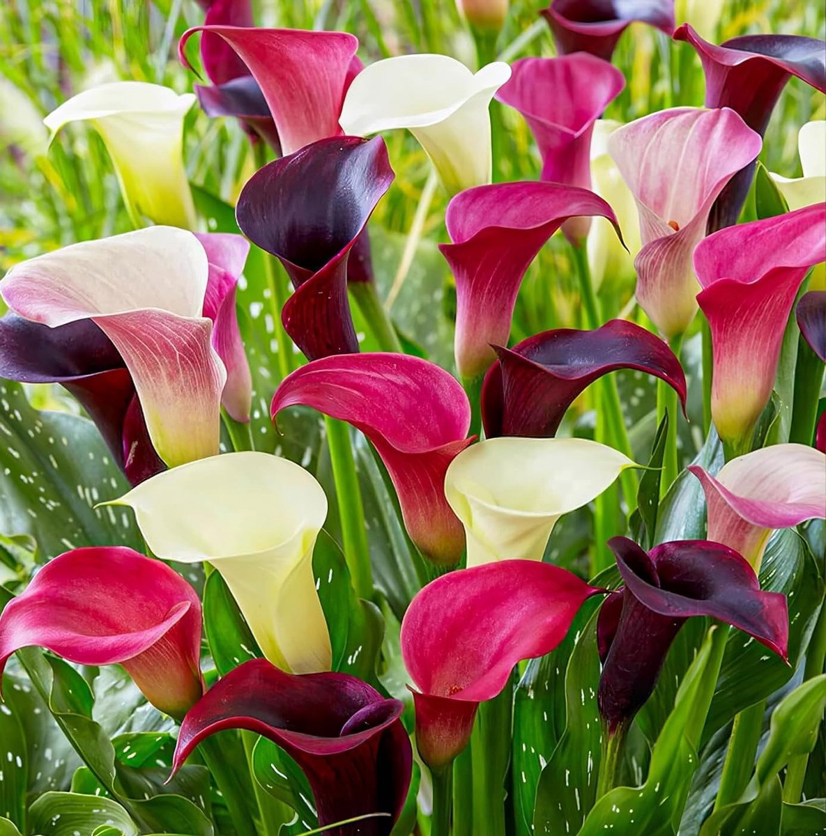 Collectie van 10 Zantedeschia-bollen in paarse en roze kleur, 2 soorten, 5 van elke kleur mix, ideaal als plant voor in een pot of in de tuin, bloembollenmix uit Nederland (geen zaden).