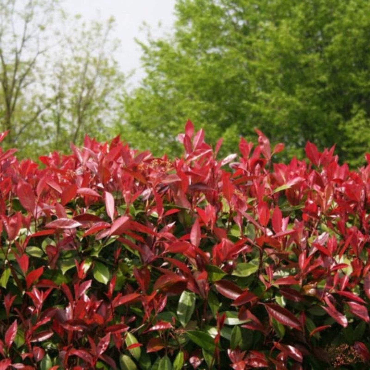 Dailygoods- Photinia - groenblijvende struik - 80/100 cm - pot 5L - ideaal voor heg - dicht en helder blad - jonge rode knoppen.