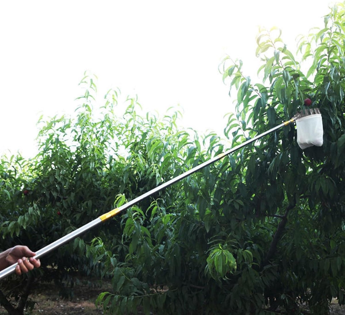 Fruitplukker Uitschuifbaar - Fruitverzamelaar Stok - Fruit Oogsten - Duurzame Roestvrij Staal - Tot 10 Meter - Geel