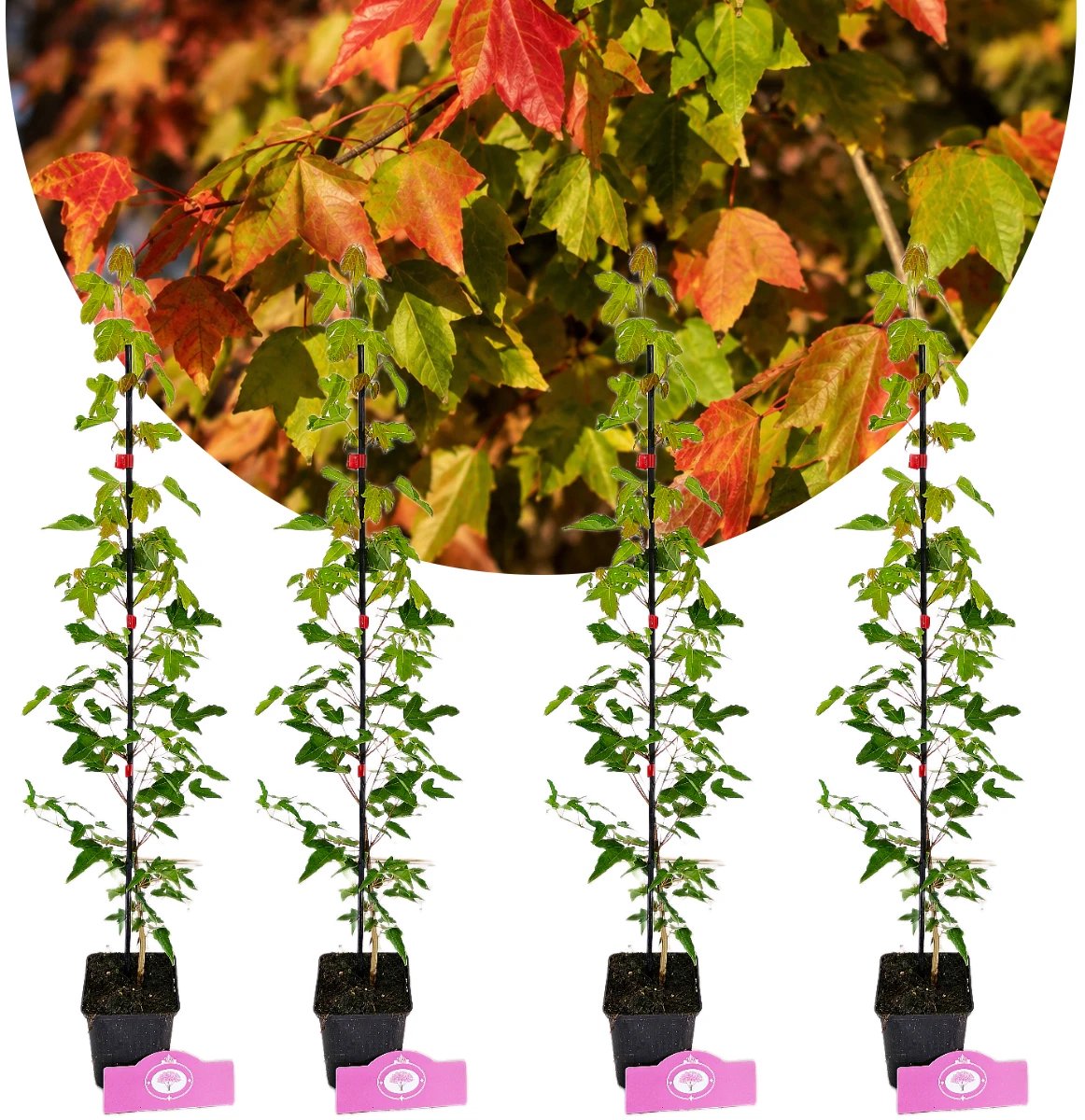 Set van 4 Drietandesdoorns - Acer buergerianum - Hoogte 40-50 cm - 9cm pot