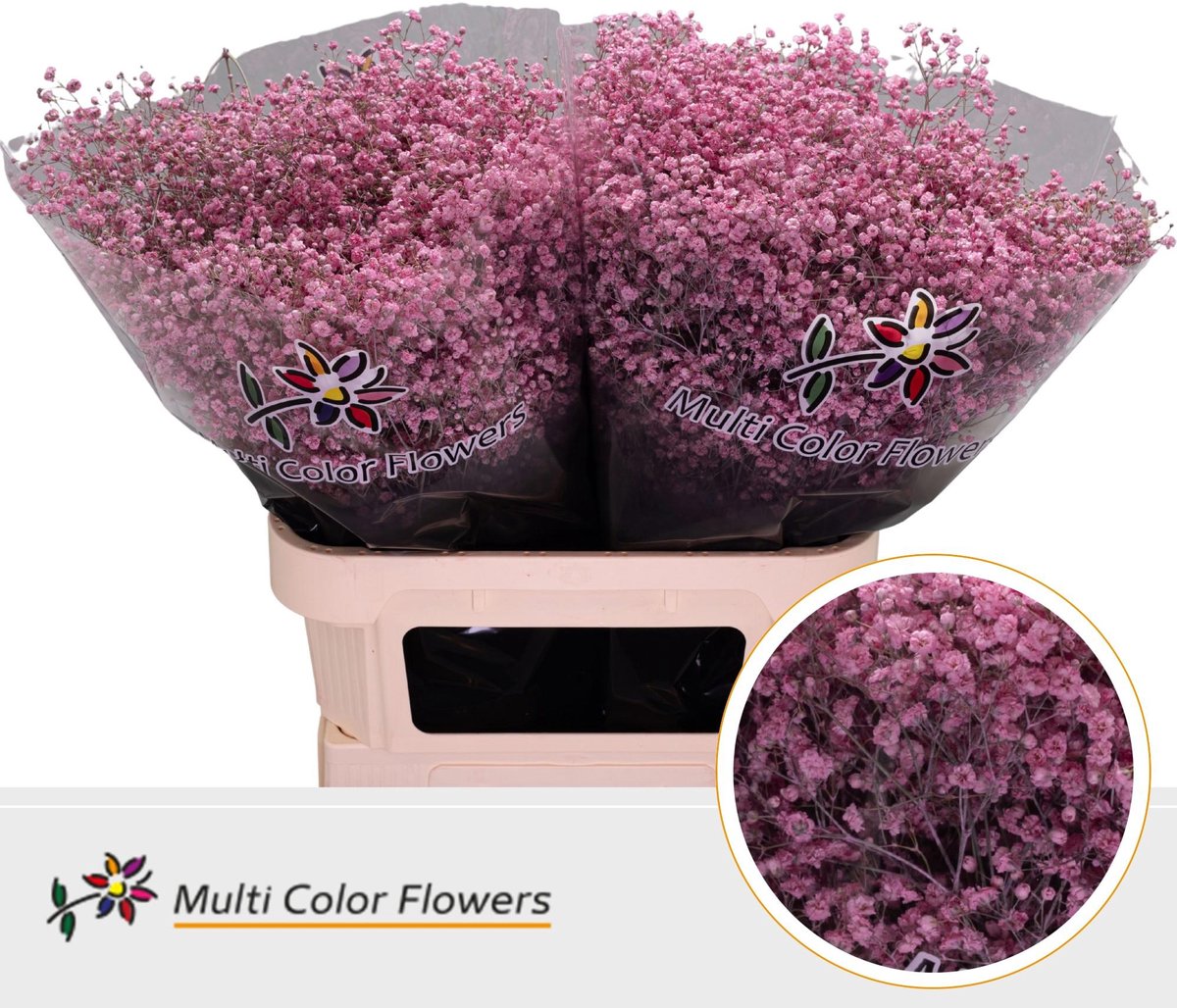 25x Gipskruid xlence roze 80cm