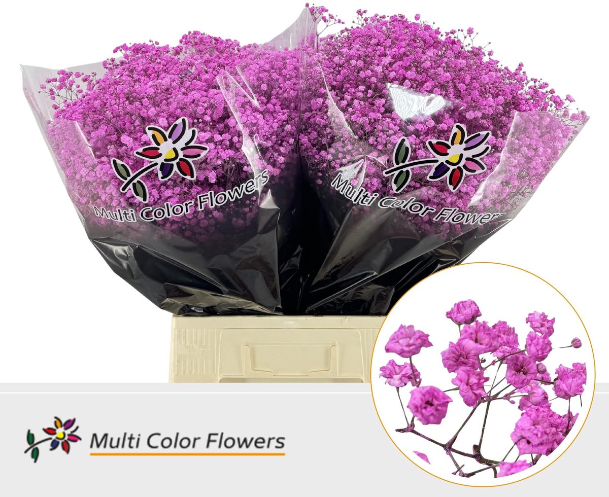 25x Gipskruid xlence rose lady 70cm